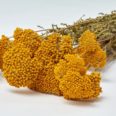 Achillea Sylvestre Achillea Sylvestre...