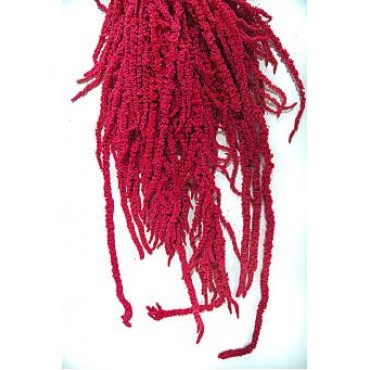 Amaranthus Flowers Amaranthus Flowers...