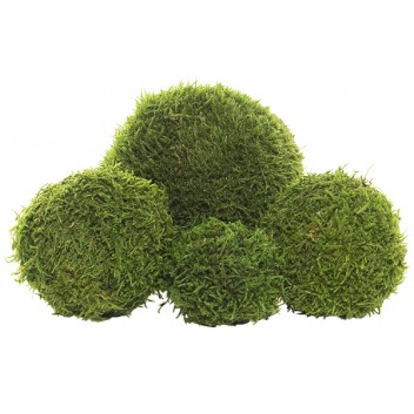 Ball Moss