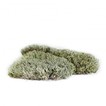 Lichen Moss Lichen Moss...