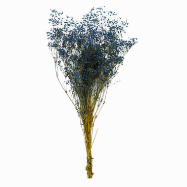 Gypsophilla  Gypsophilla ...