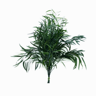 Eucalyptus Nicoly Eucalyptus Nicoly...