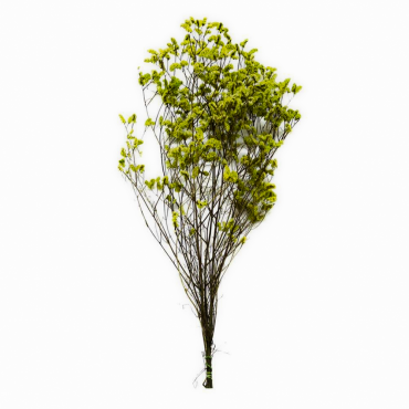 Limonium Limonium...