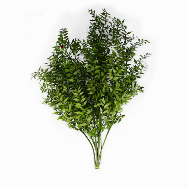 Ruscus Forest