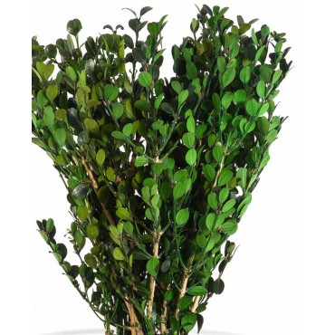 Buxus Buxus...