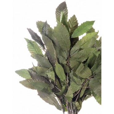 Castanea Castanea...