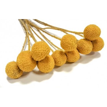 Craspedia Flowers Craspedia Flowers...