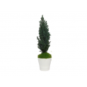 Pot Plant