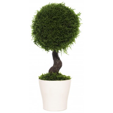 Bonsai Moss Tree Bonsai Moss Tree...