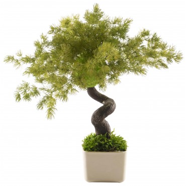 Bonsai Tree Bonsai Tree...