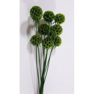 Echinops Echinops...