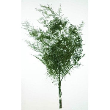 Asparagus Asparagus...