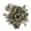 Quercus Oak