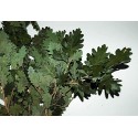 Quercus Oak