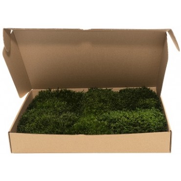 Provence Moss Mini Box Provence Moss Mini B...