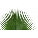 Washington Palm