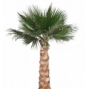 Washington Palm