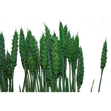 Green Spike Green Spike...