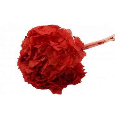 Hydrangea Hydrangea...