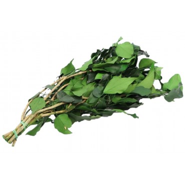 Green Hedera Ivy Preserved Green Hedera Ivy Pre...