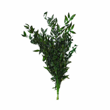 Ruscus Italien Ruscus Italien...