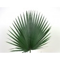 Washington Palm