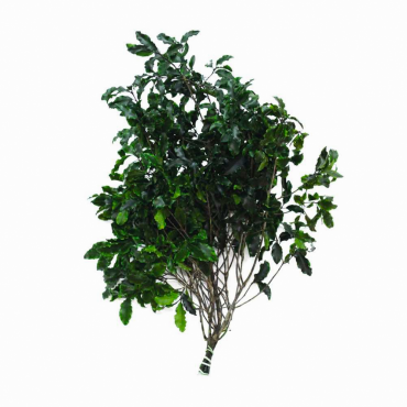 Pithosporum Pithosporum...