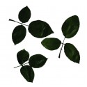 Roses Leaves