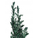 Pot Plant